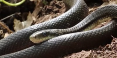 Green Bay snake